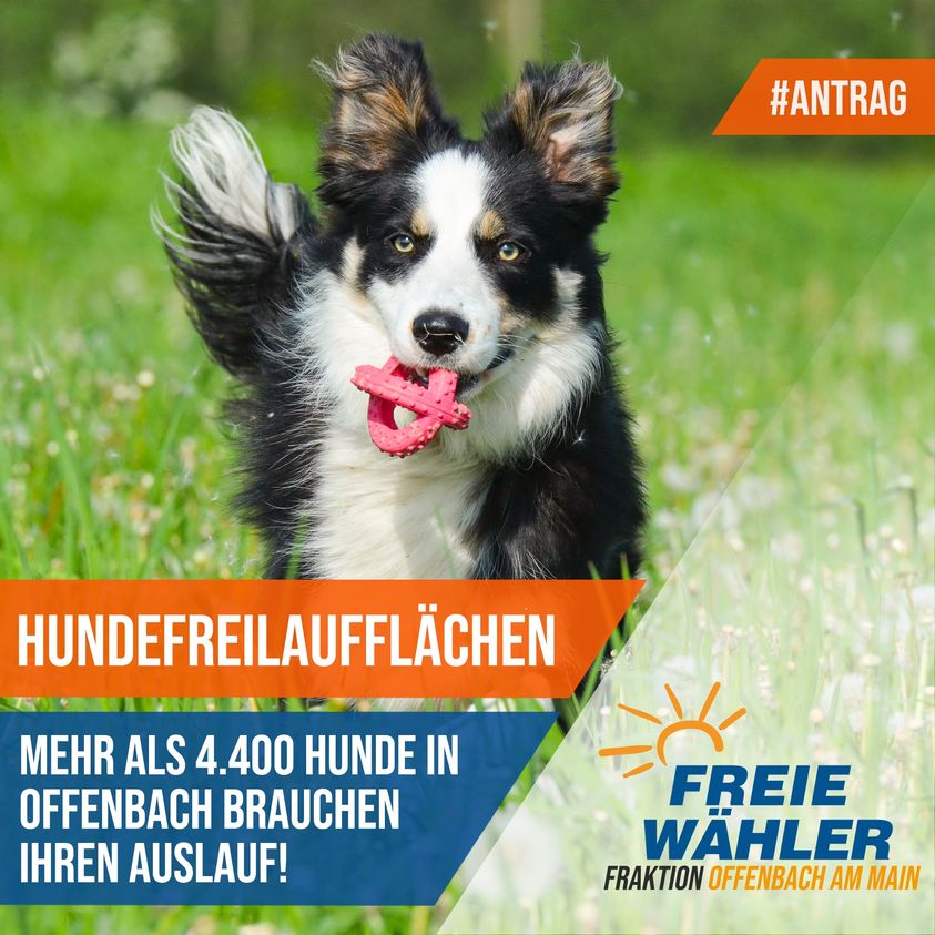 Nächster Versuch: wir beantragen Hundefreilaufflächen in Offenbach